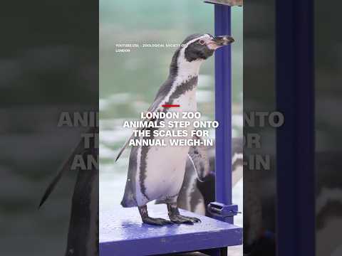 Click to play Video
