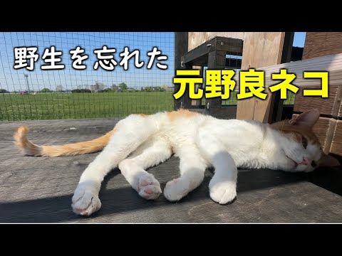 春の陽気の中で警戒心皆無な元野良ネコ