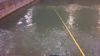 Shrimping in Taiwan 台灣釣蝦