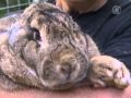 Кролиководство: Гигантский кролик проедает бюджет своих хозяев