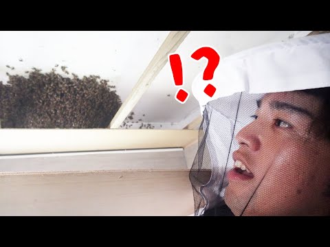 事務所のトイレ天井がとんでもないことになっている件…【養蜂#27】