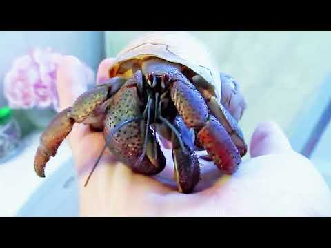 Holding My Hermit Crab: Up Close & Adorable.