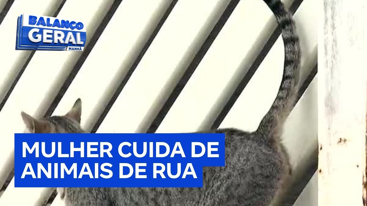 Mulher gasta R$ 400 por mês e pede ajuda para cuidar de gatos de rua na zona sul de São Paulo