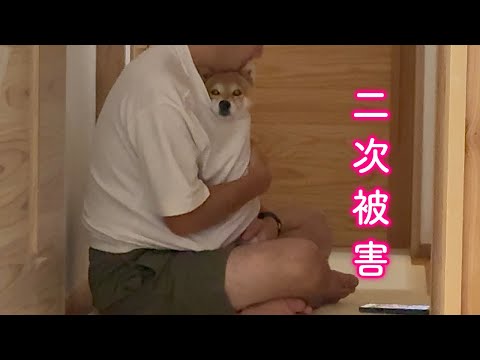 雷雨が怖くてパパの服の中に入れてもらうも暑すぎて逆に気分が悪くなる柴犬