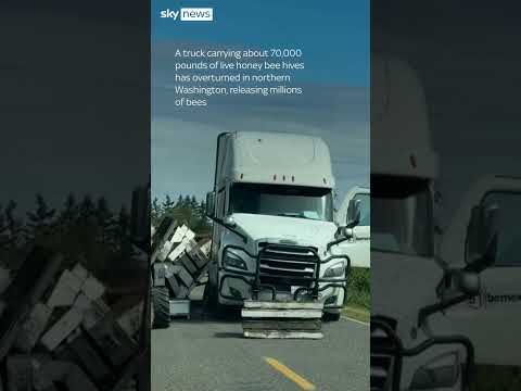 Millions of bees escape overturned truck
