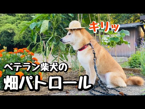 まるでベテラン農家のような雰囲気を醸し出す柴犬