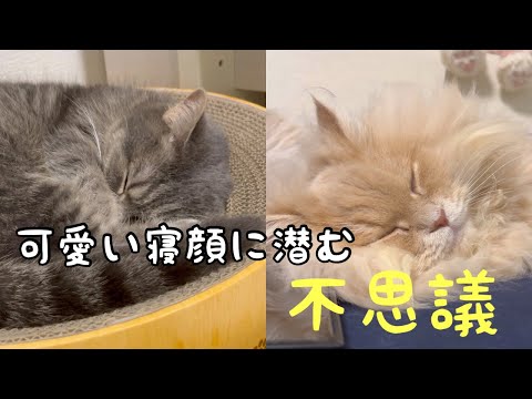 猫の動画サムネイル - 猫が眠ると現れる“ふしぎな現象”をカメラがとらえました