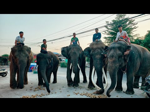 ระทึก💯พาพี่เเซมออกเดิน🥰Elephant Thailand