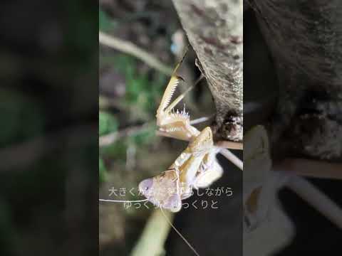 ゆらしてまどわす