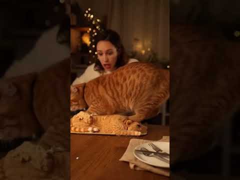 Mum cuts a cut cake and the real cat freaks out #cat