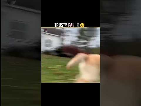 Trusty Pal Of Dog 🐕 #Shorts