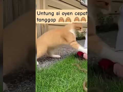 Untung si oyen cepat tanggap, kalau gak baby bisa digigit uler