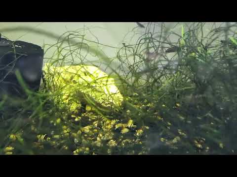 20 Gallon Aquarium With Rosy Loaches My 20 gallon long aquarium with rosy loaches has seen better days. As I try to recover my tanks from