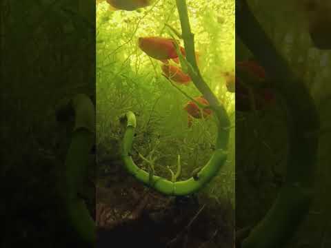glass barbs #fish #barbs #aquarium 
