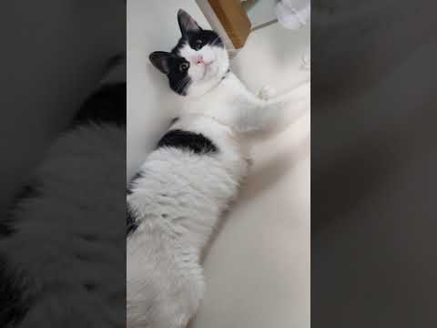 猫のハチワレさん　クシャミ