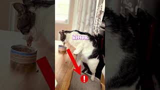 do not eat with your cats!!
