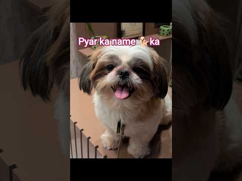 DOG 🐶#funny comedy 🤣🤣