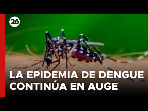 ARGENTINA | Aún no llegó el pico de casos de dengue