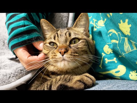 飼い主の妹に、完全に心を奪われてしまった猫