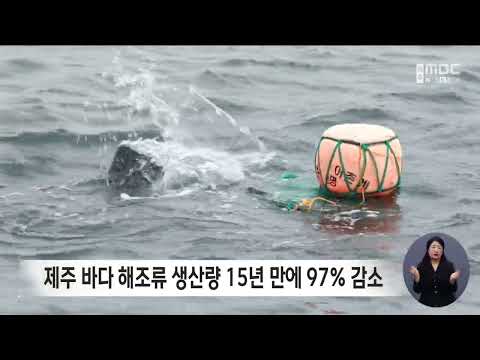 제주 바다 <strong>해조류</strong> 생산량 15년 만에 97% 감소
