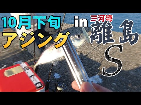 【10月下旬アジングin離島S】漁港の常夜灯依存からの脱却！愛知県三河湾で繰り広げられるデイゲームアジングの全貌とは？