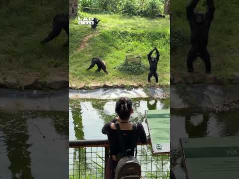 Woman Plays Fruit Catch With Chimpanzees 🤣 (🎥: ViralHog)