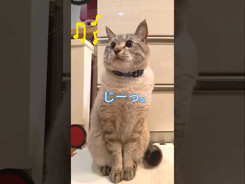 🐱👀⭕ #cat【見てるだけ】Just Watching