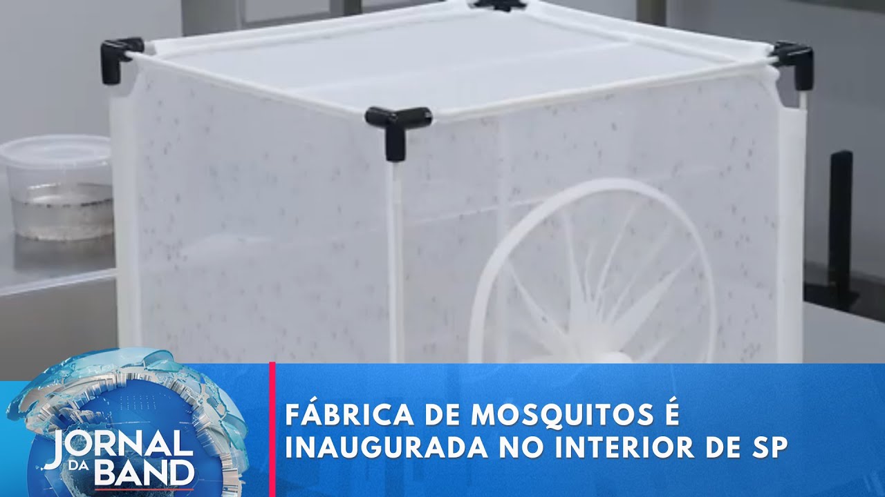 Fábrica de mosquitos é inaugurada no interior de São Paulo | Jornal da Band