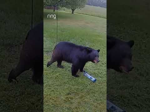 A hungry bear helped itself to some birdfeed in this neighbor's yard!