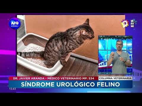 COLUMNA VETERINARIA | Síndrome urológico felino - NOTICIERO 9