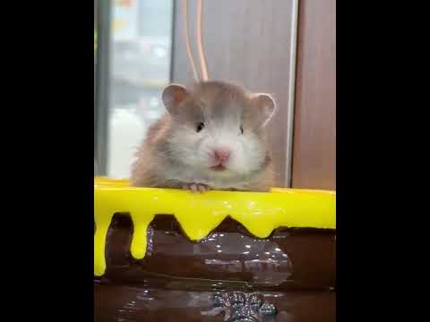 Baby your little ears are so cute #Golden Thread Bear#Cute cute#Cute Pet Debut Plan.#Cute