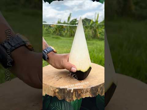 Kelapa Terlihat Besar tapi dalam nya sangat Kecil #shorts #buah #kelapa