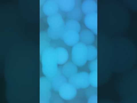 हम त एगो झोका हइ पुरवा पवन के🥰.#shortvideo #bhojpurisong #trendingshorts