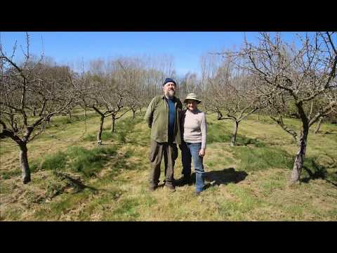 Spring apple blossom