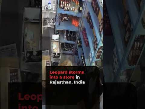 Leopard caught on camera storming into a store in Rajasthan, India
