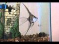 AltumAngelFish