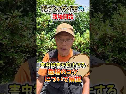 家庭菜園や農園の秋ジャガイモ栽培で害虫被害を防ぐ秋ジャガイモの育て方!【農家直伝】#shorts