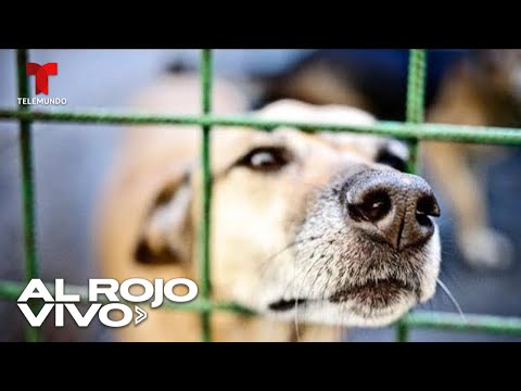 Ley que prohíbe la venta de carne de perro fue aprobada en Corea del Sur