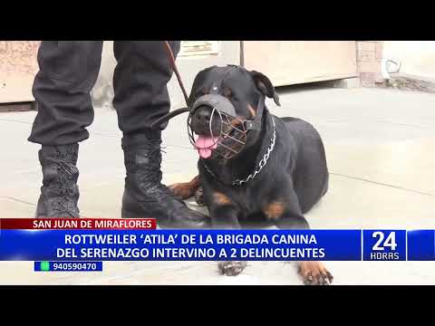 SJM: rottweiler de la brigada canina del Serenazgo ayuda a capturar a dos delincuentes