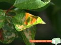 Вишня: плодовые деревья - вишни