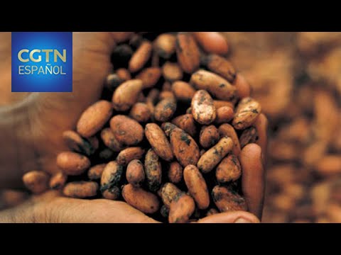 “Triángulo del cacao” de Colombia, zona de sustitución de cultivos ilícitos que cosecha chocolate