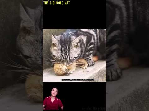 chồn vàng bắt cóc con của mèo hoa và cái kết.