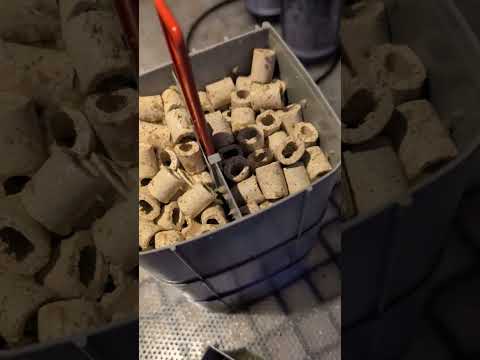 There's ancient animals in our reef tank?! #shorts