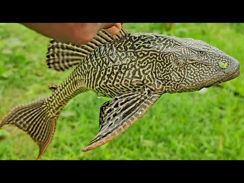 FLING Net Fishing in Monsoon! Devil Fish in the Net