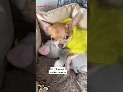 hihi  #собака #chihuahuafanclub #funnydog #собака #chiuahua  #chihuahua #doglife #funnychihuahua