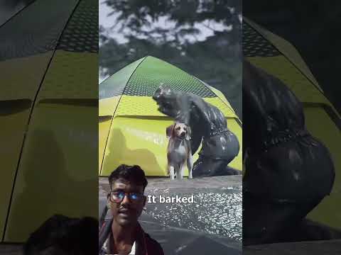 Dog soves woman from drowning🙂