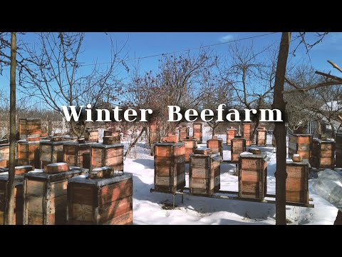 🌿 Village Life | Winter at the Apiary 🌿 | Feeding Bees in Winter | Quiet Rural Life