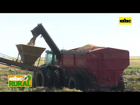 ABC Rural: Agroganadera Farmer (3): Combinación de ganadería y arroz