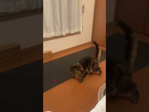 猫ヨガ時間 #catyoga #catlover #shorts