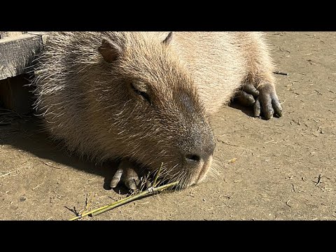 【LIVE】カピバラの桔梗ちゃん